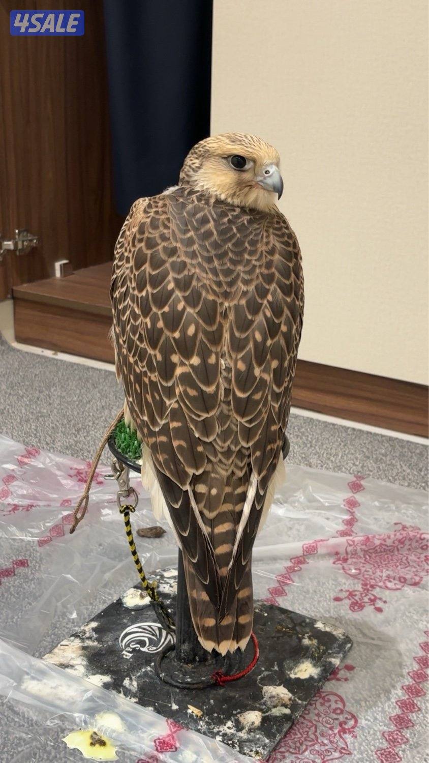 جير تبع شرط الدحل السلم3