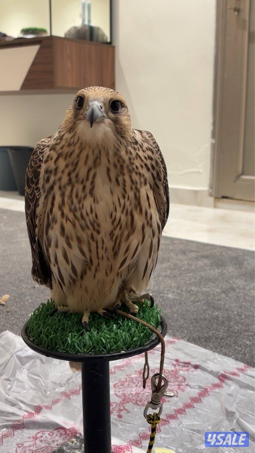 جير تبع شرط الدحل السلم4