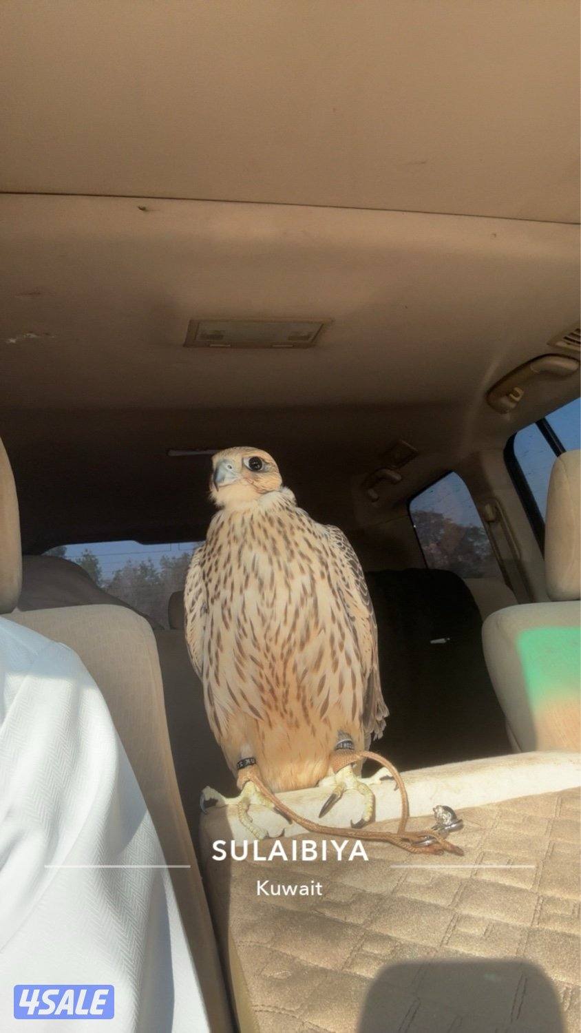 جير تبع شرط الدحل السلم5