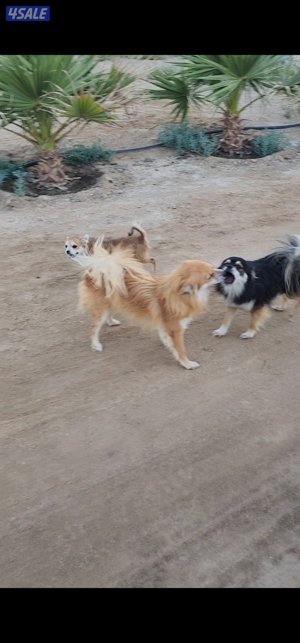 كلاب للتبني العدد ٥، التواصل عن طريق وتس اب فقط.2