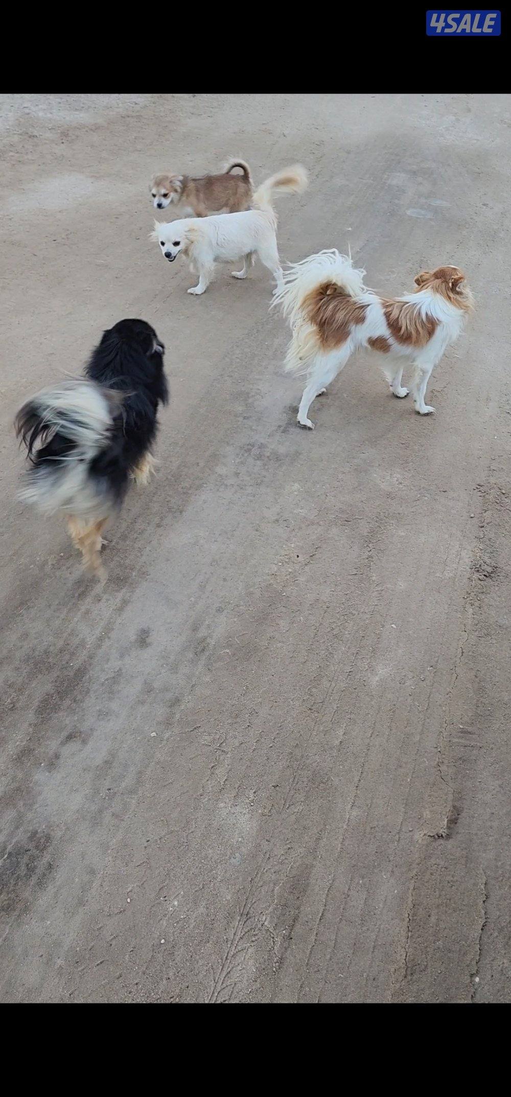 كلاب للتبني العدد ٥، التواصل عن طريق وتس اب فقط.3