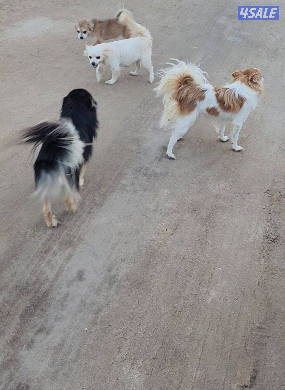 كلاب للتبني العدد ٥، التواصل عن طريق وتس اب فقط.1