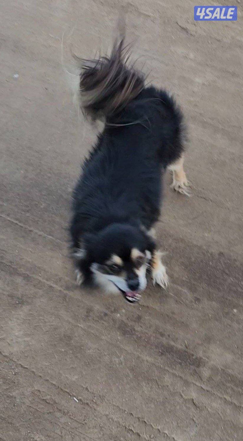 كلاب للتبني العدد ٥، التواصل عن طريق وتس اب فقط.4