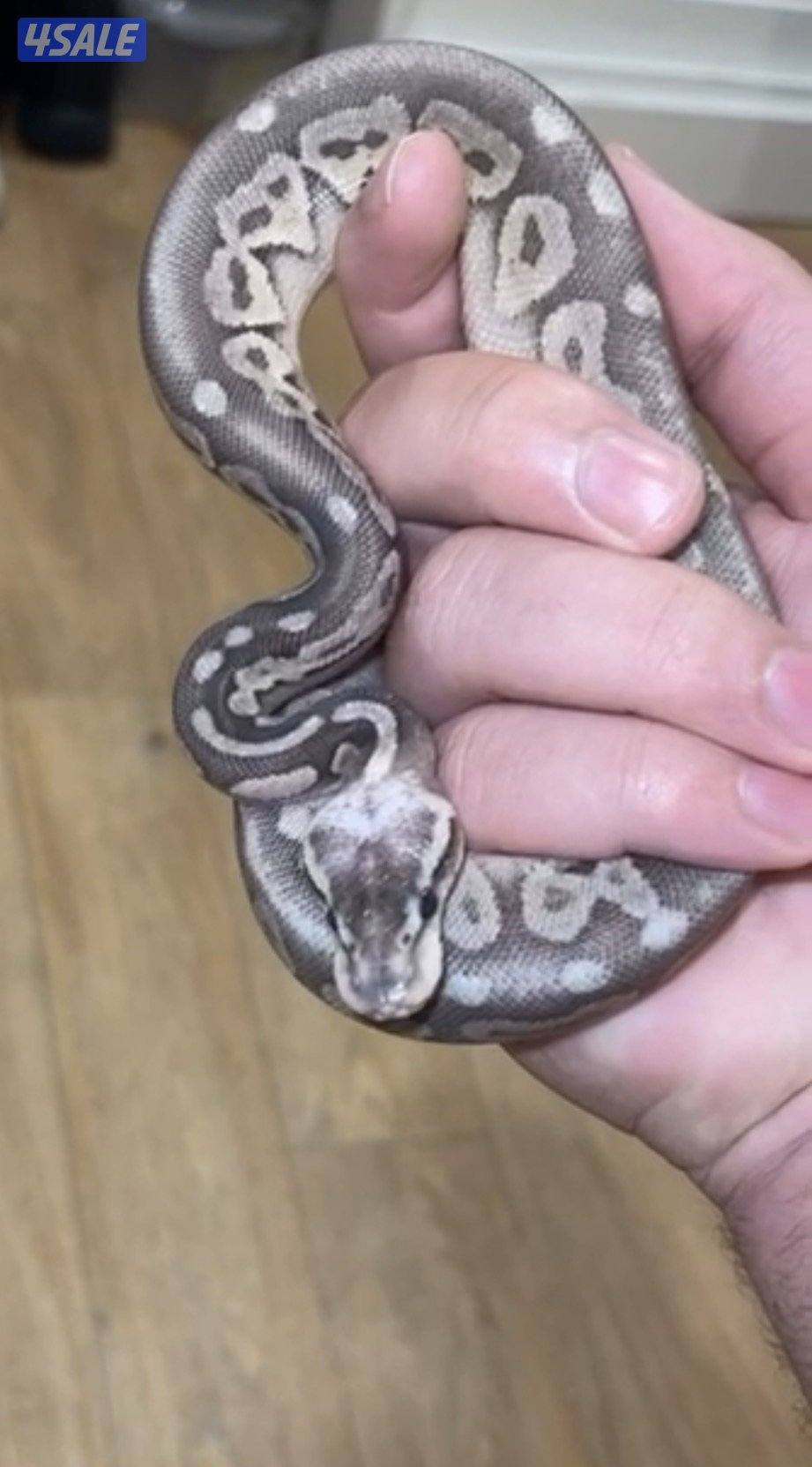 بول بايثون1