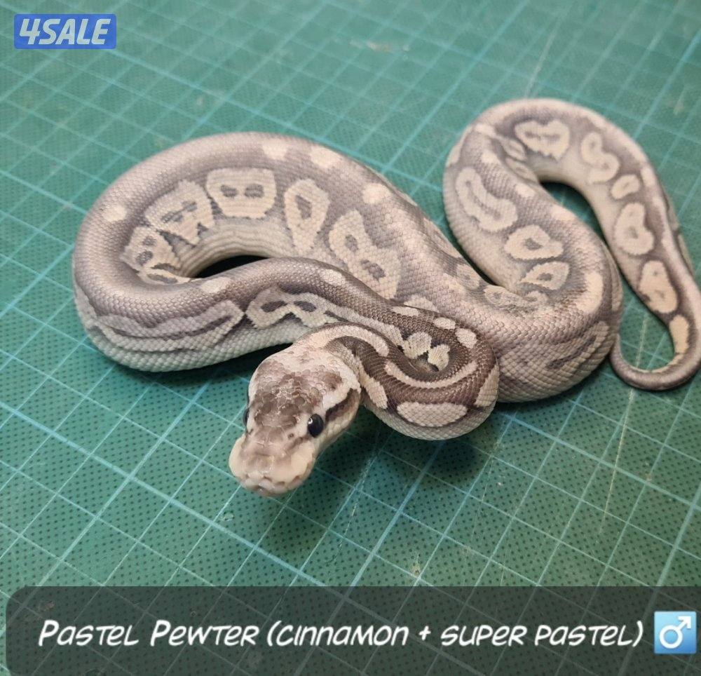 بول بايثون0