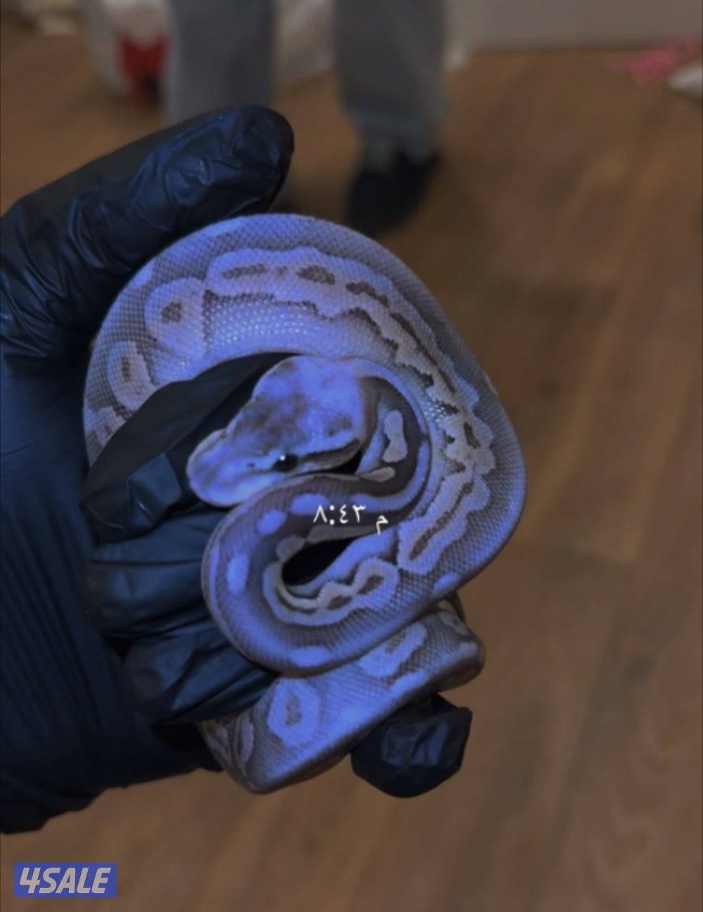 بول بايثون2