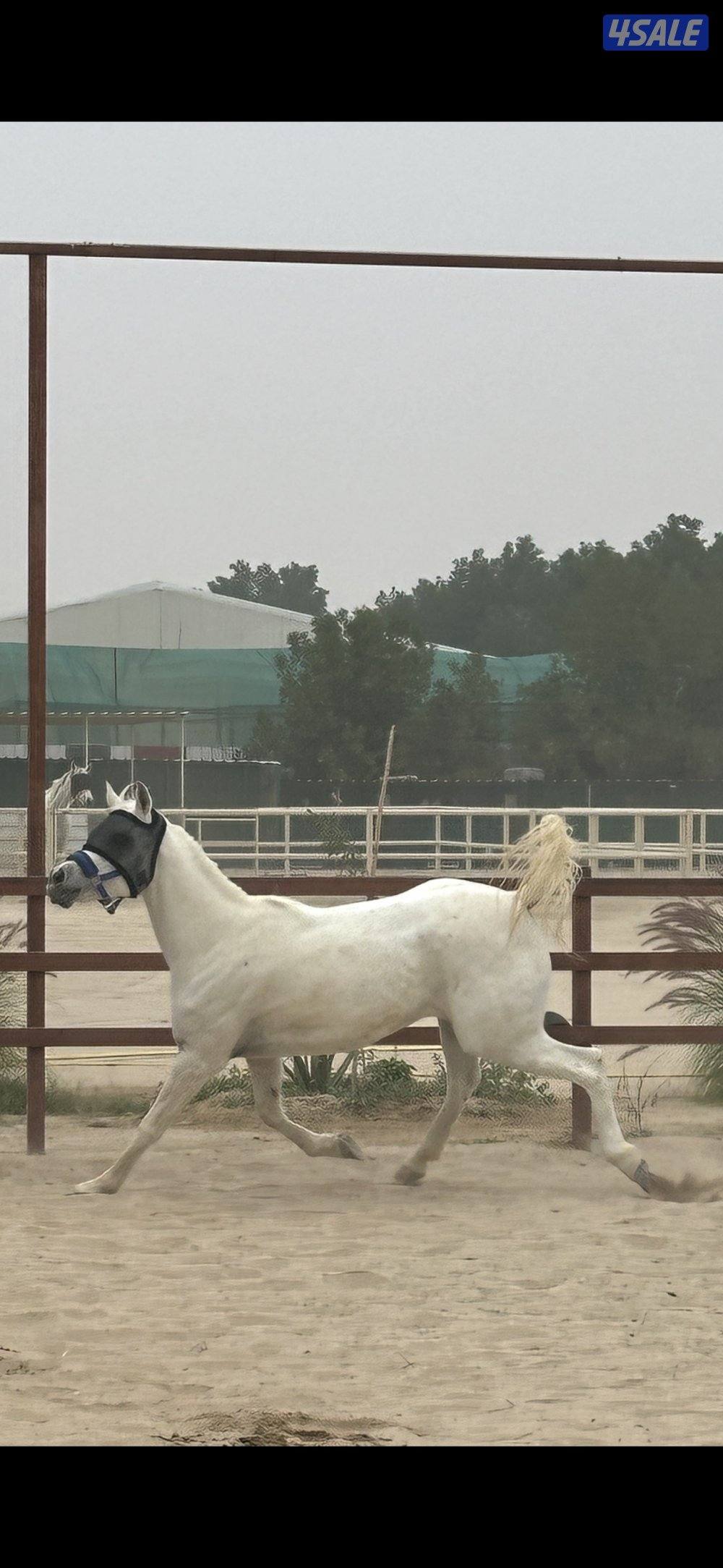 فرس مصريه بيور بنت الراكان0