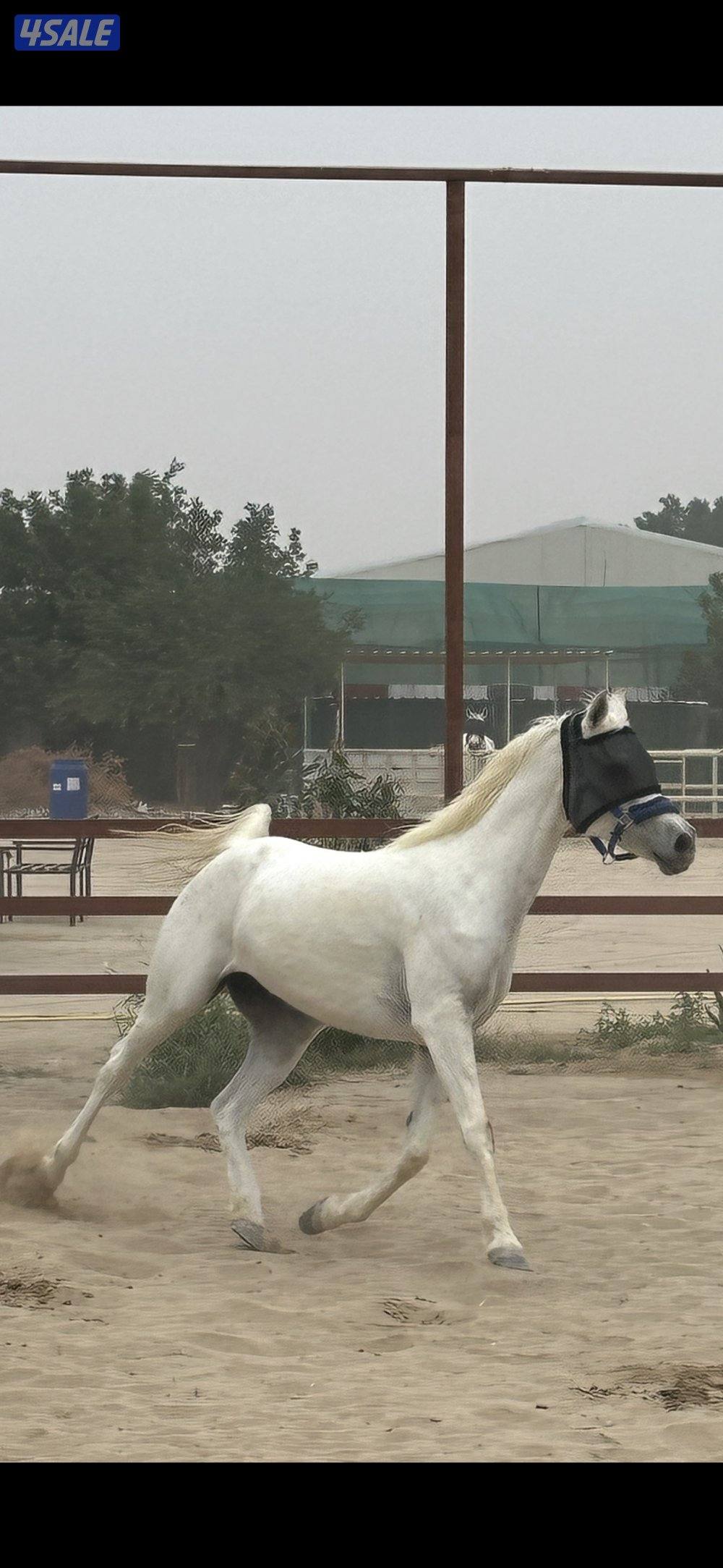 فرس مصريه بيور بنت الراكان1