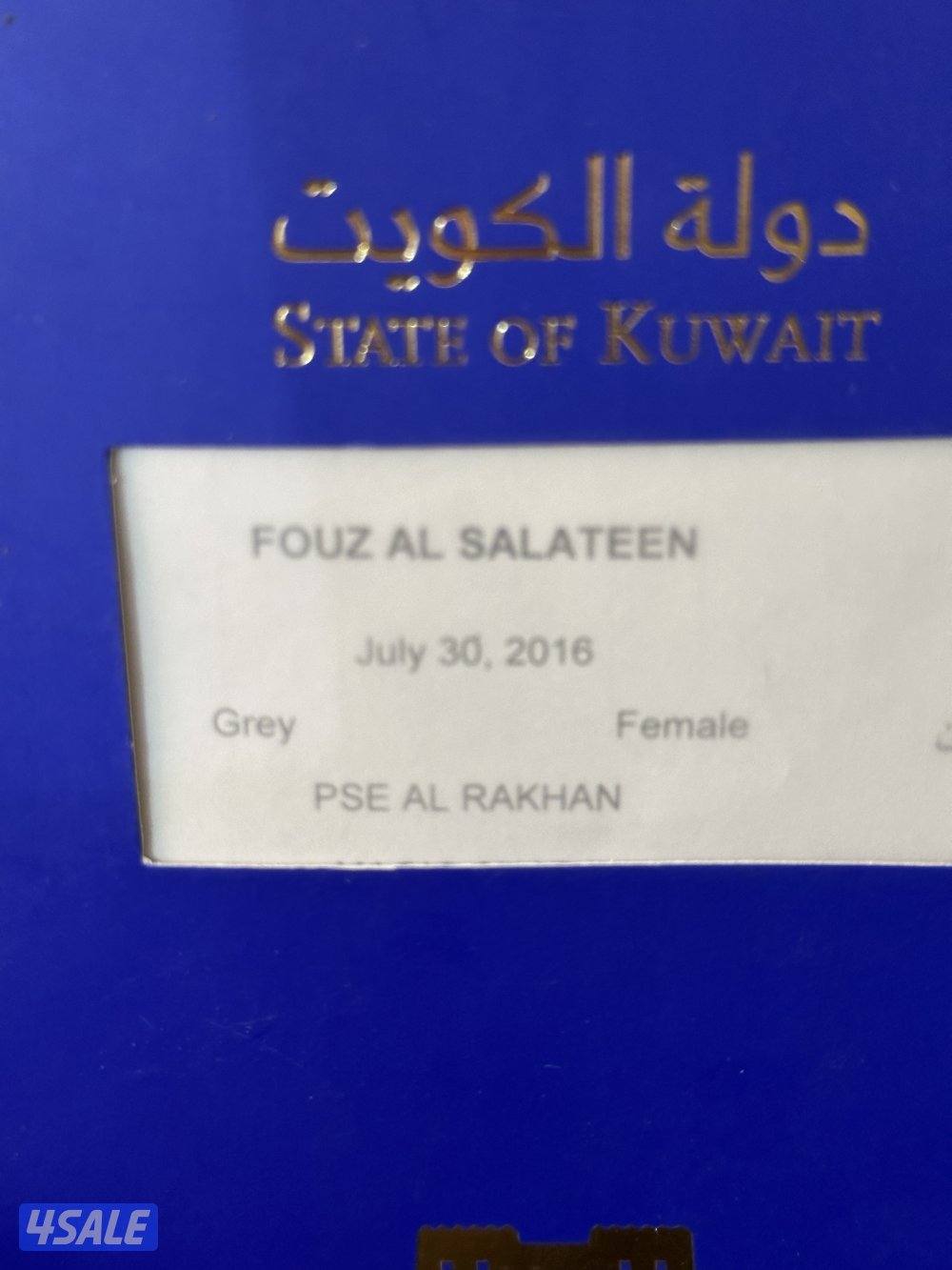 فرس مصريه بيور بنت الراكان2