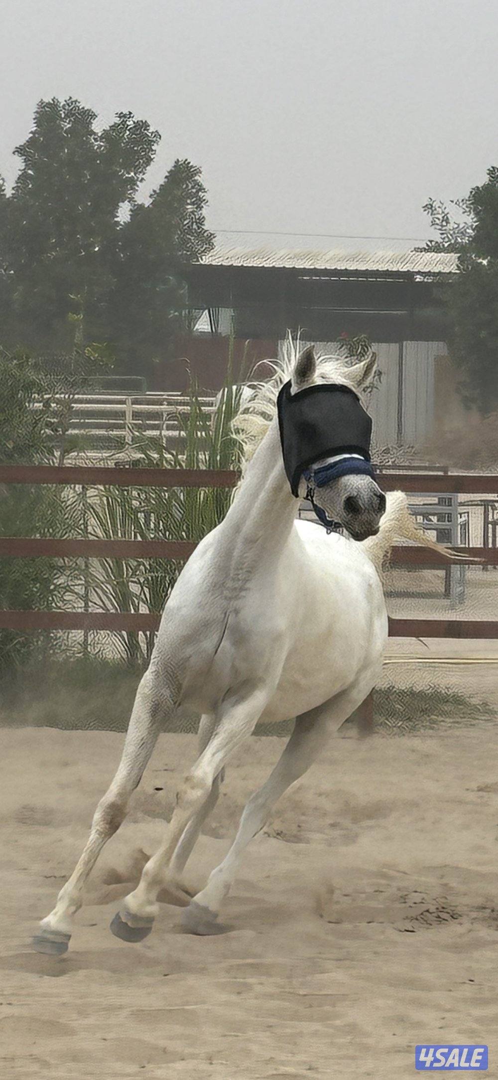 فرس مصريه بيور بنت الراكان3