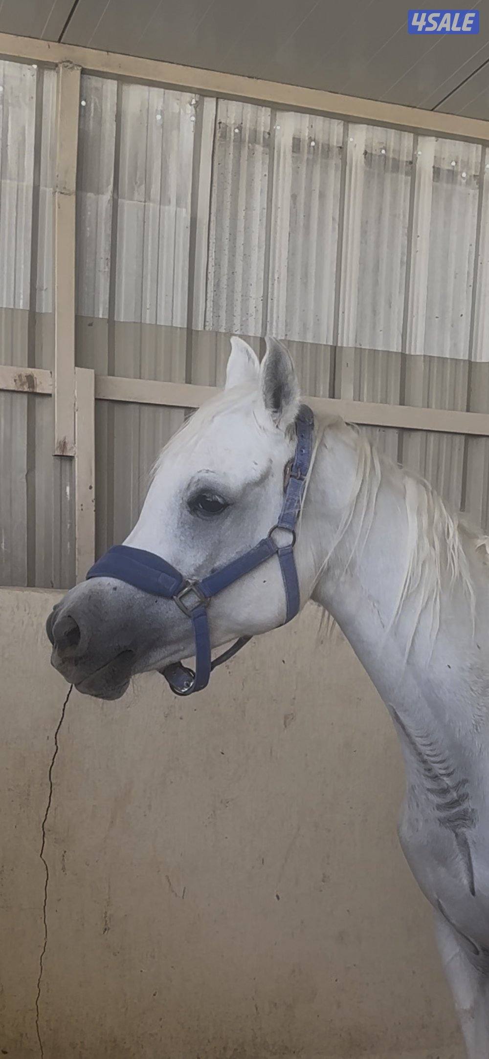 فرس مصريه بيور بنت الراكان4