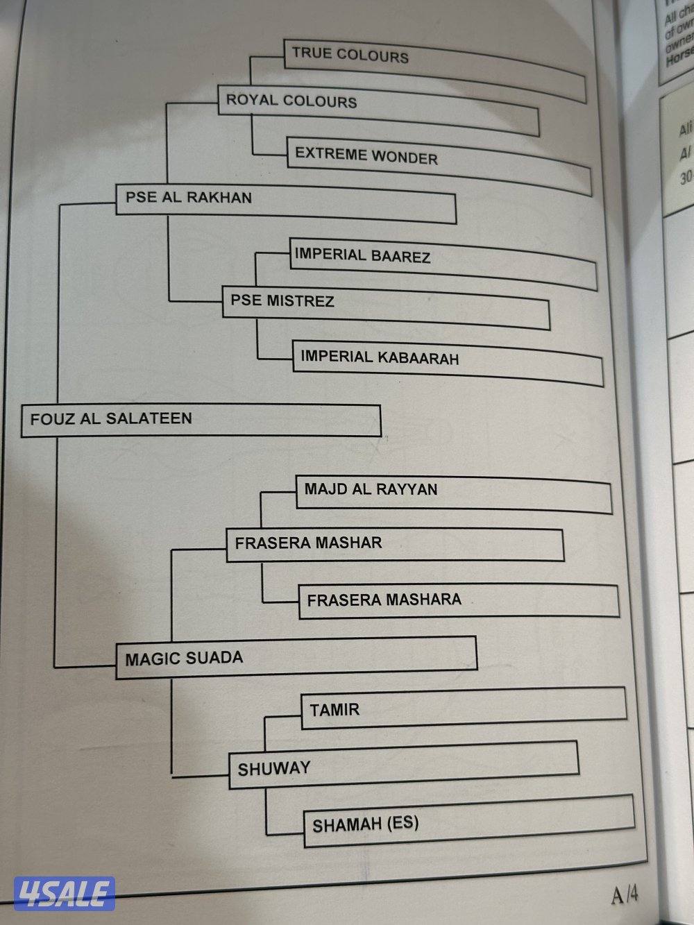 فرس مصريه بيور بنت الراكان5