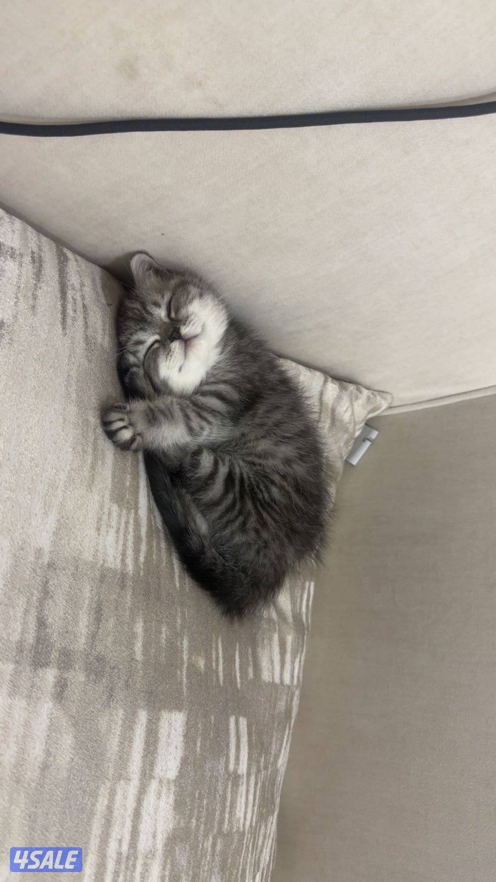 كيتن برتش شورت هير1