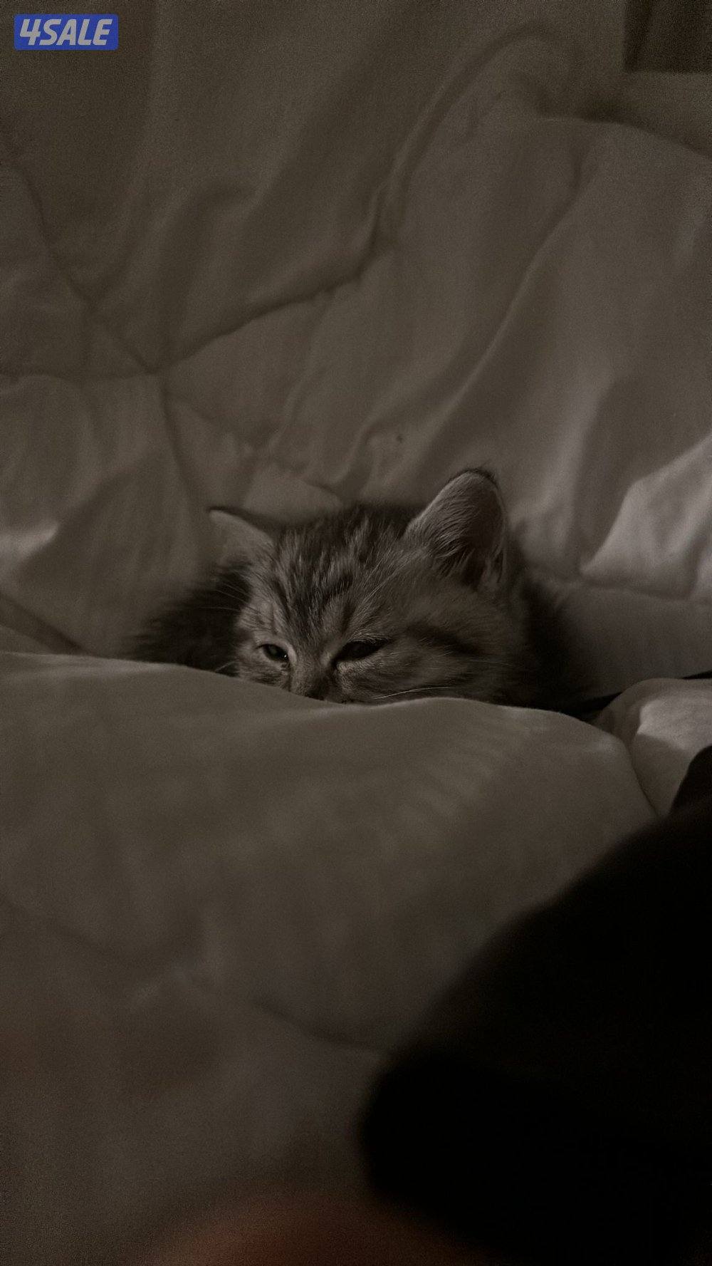 كيتن برتش شورت هير2