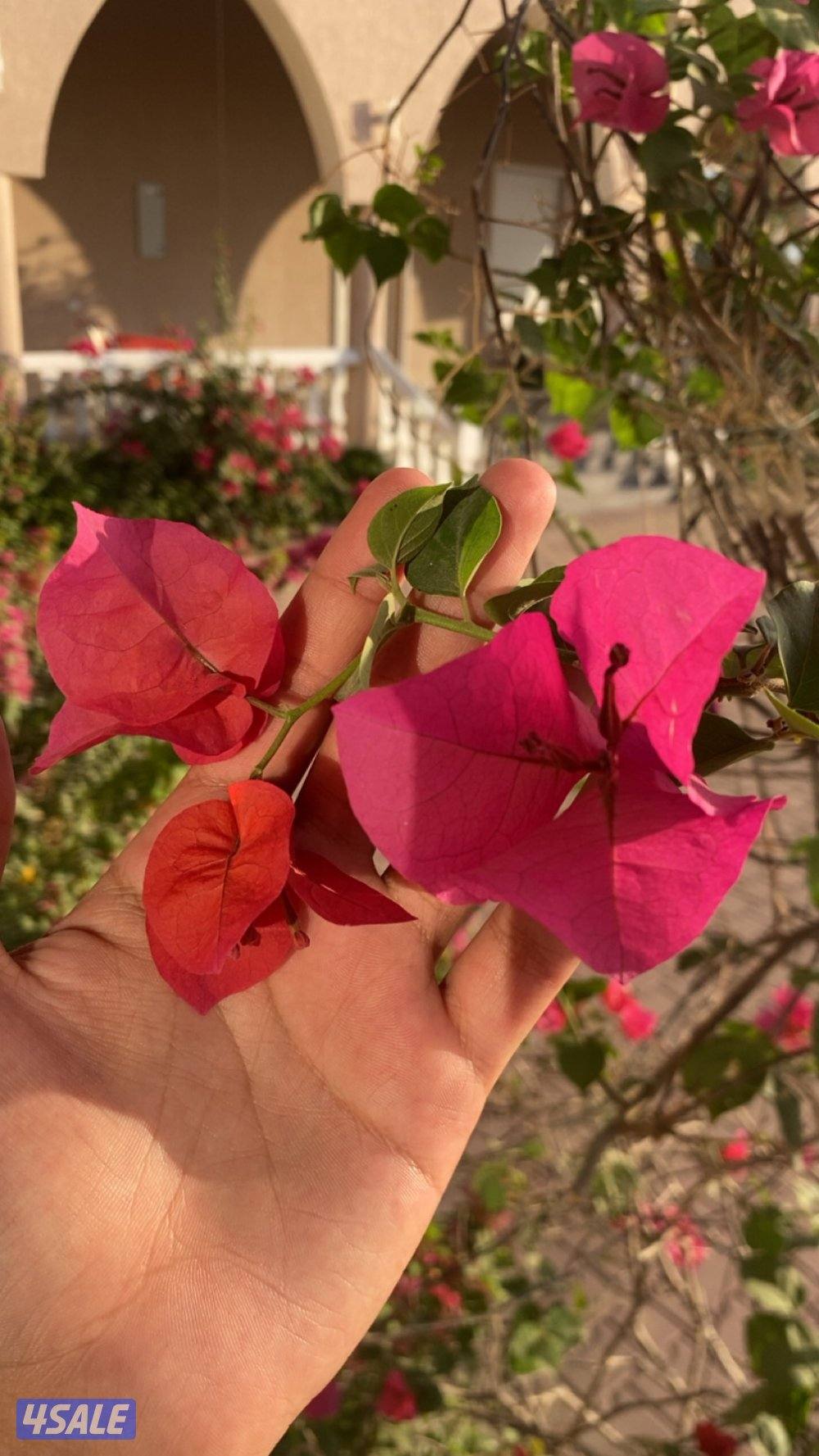 طلبات داخل الجهراء بسعر رمزي0