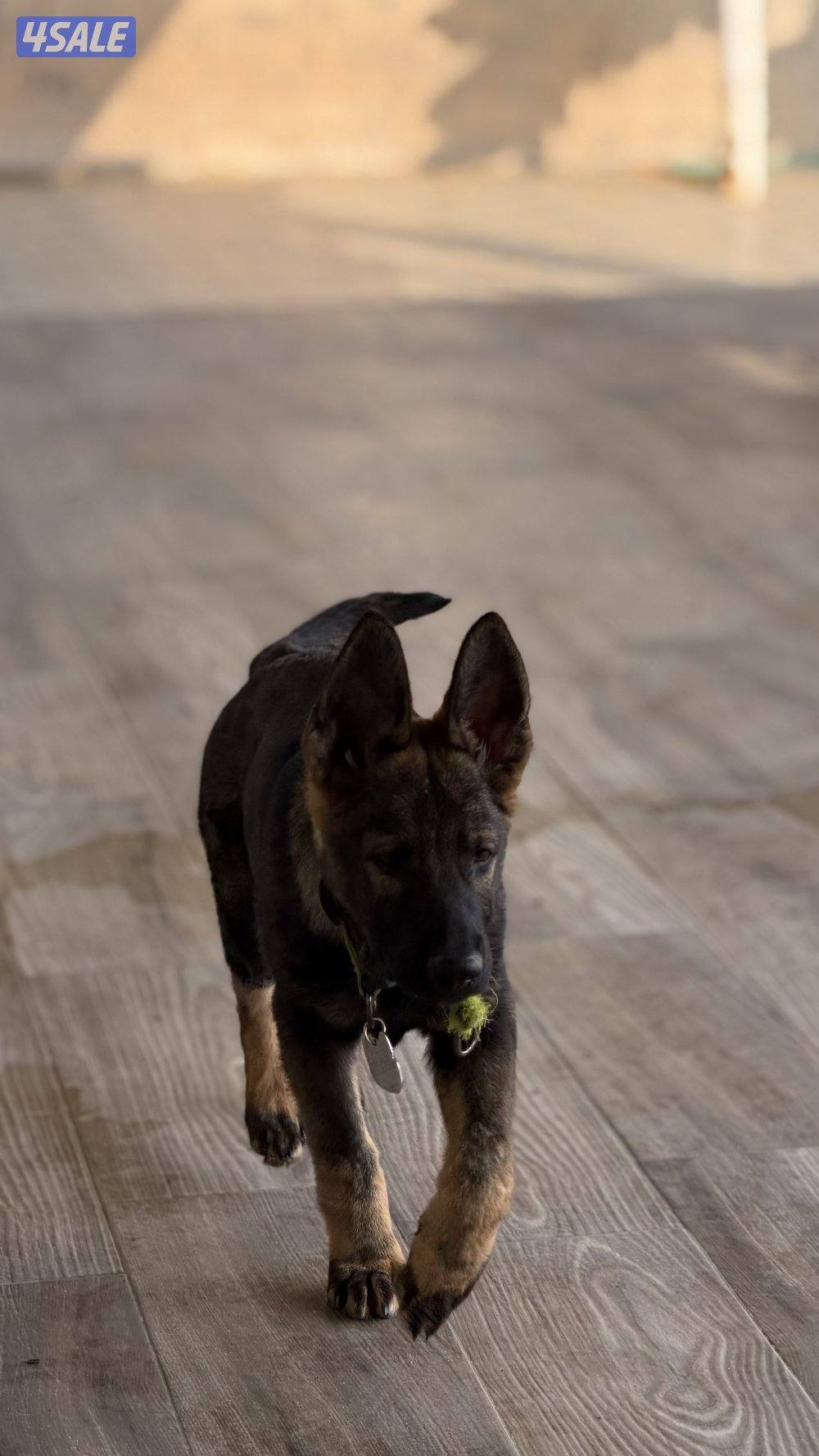 للبيع يرو ذكر سيبل وورك لاين0