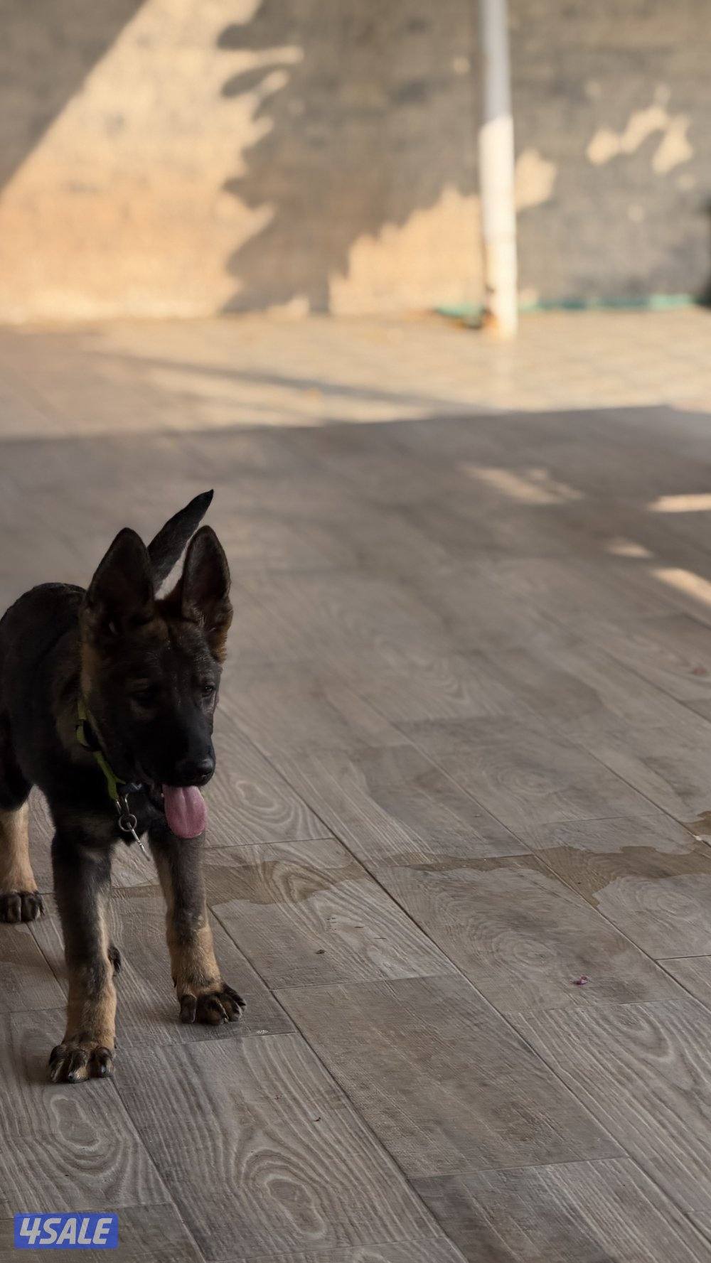 للبيع يرو ذكر سيبل وورك لاين1