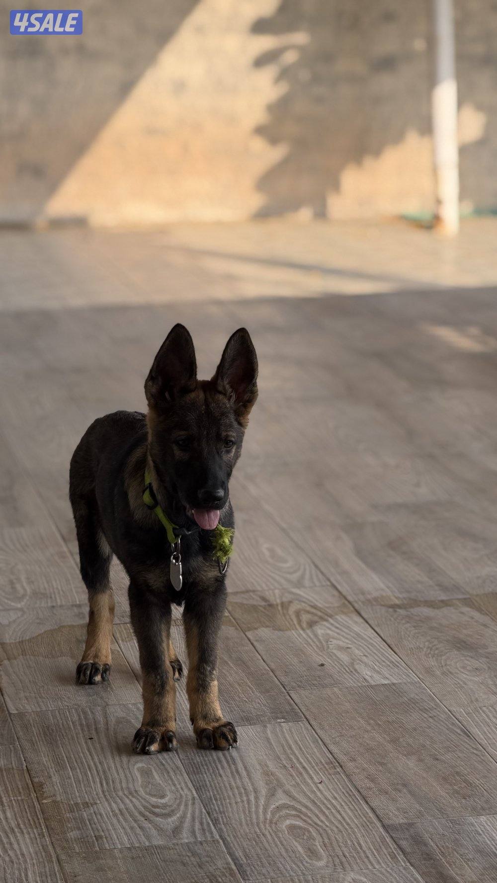 للبيع يرو ذكر سيبل وورك لاين3