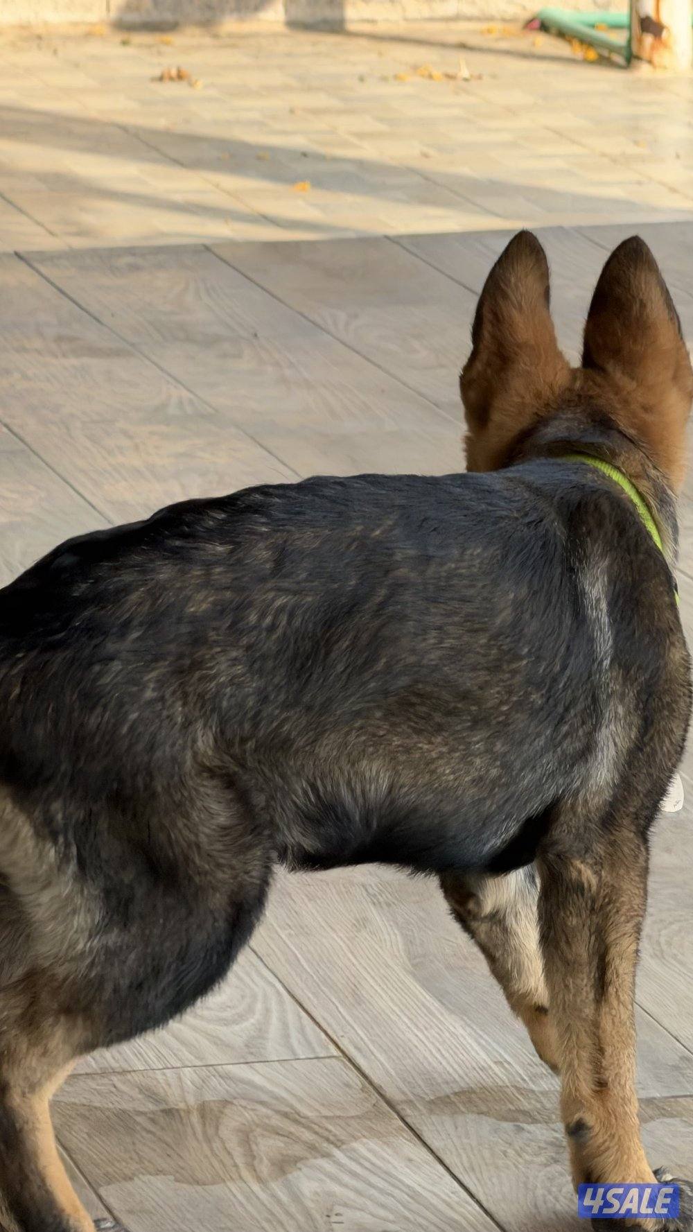 للبيع يرو ذكر سيبل وورك لاين4