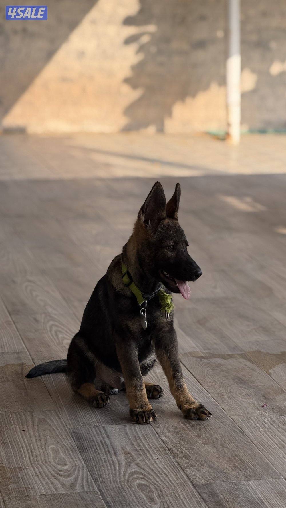 للبيع يرو ذكر سيبل وورك لاين5