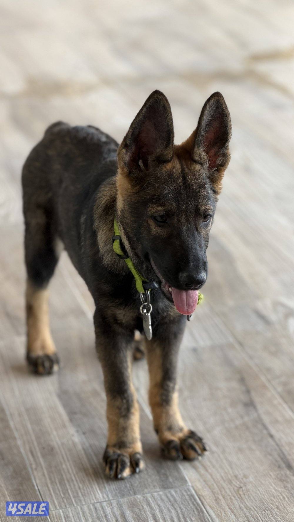 للبيع يرو ذكر سيبل وورك لاين7