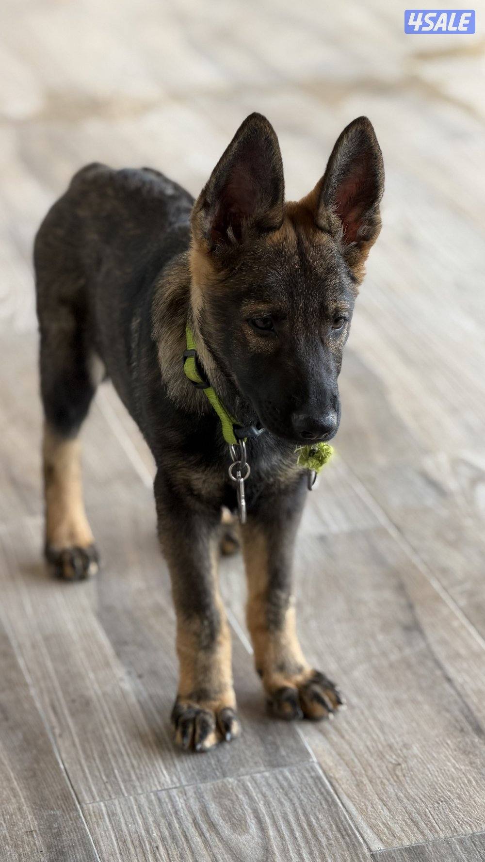 للبيع يرو ذكر سيبل وورك لاين8