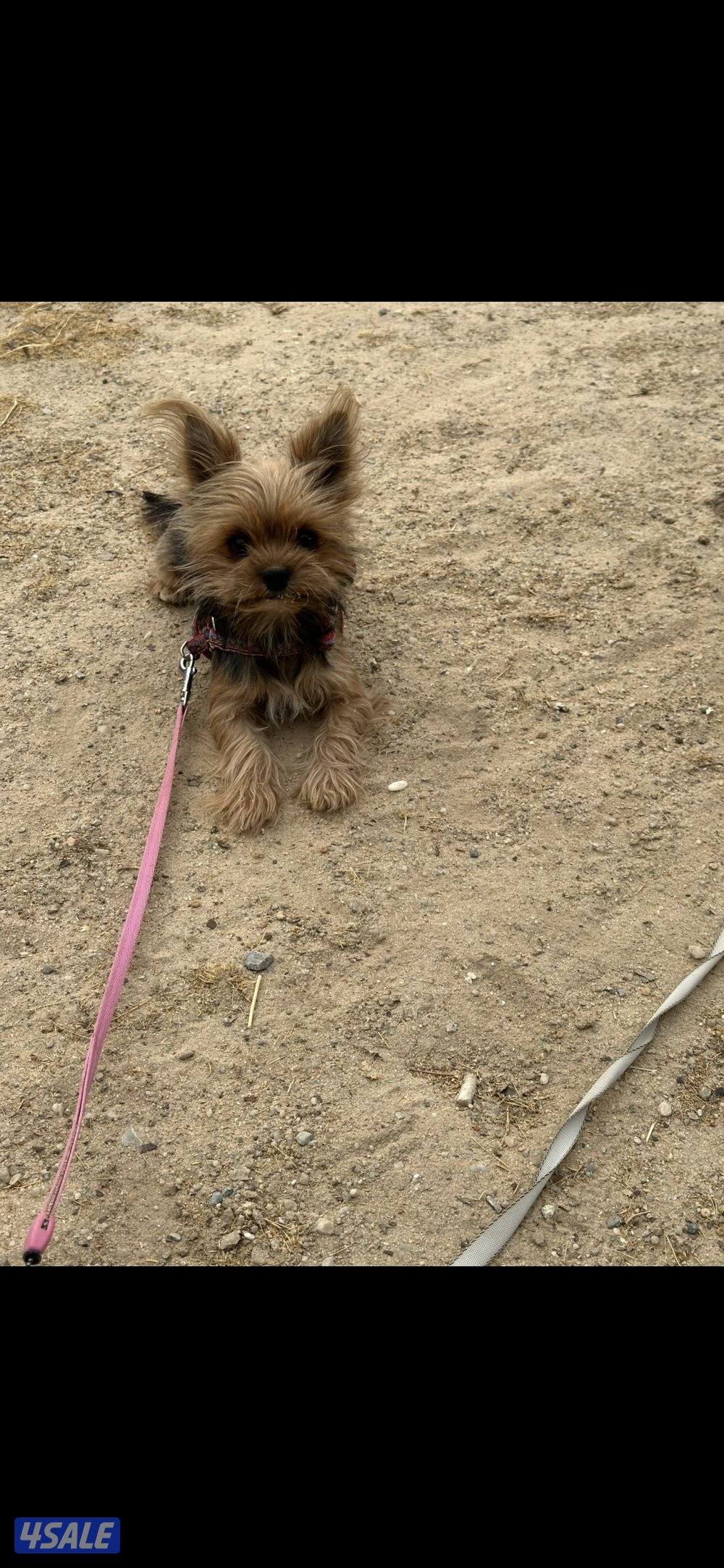 زوج يورك شير0