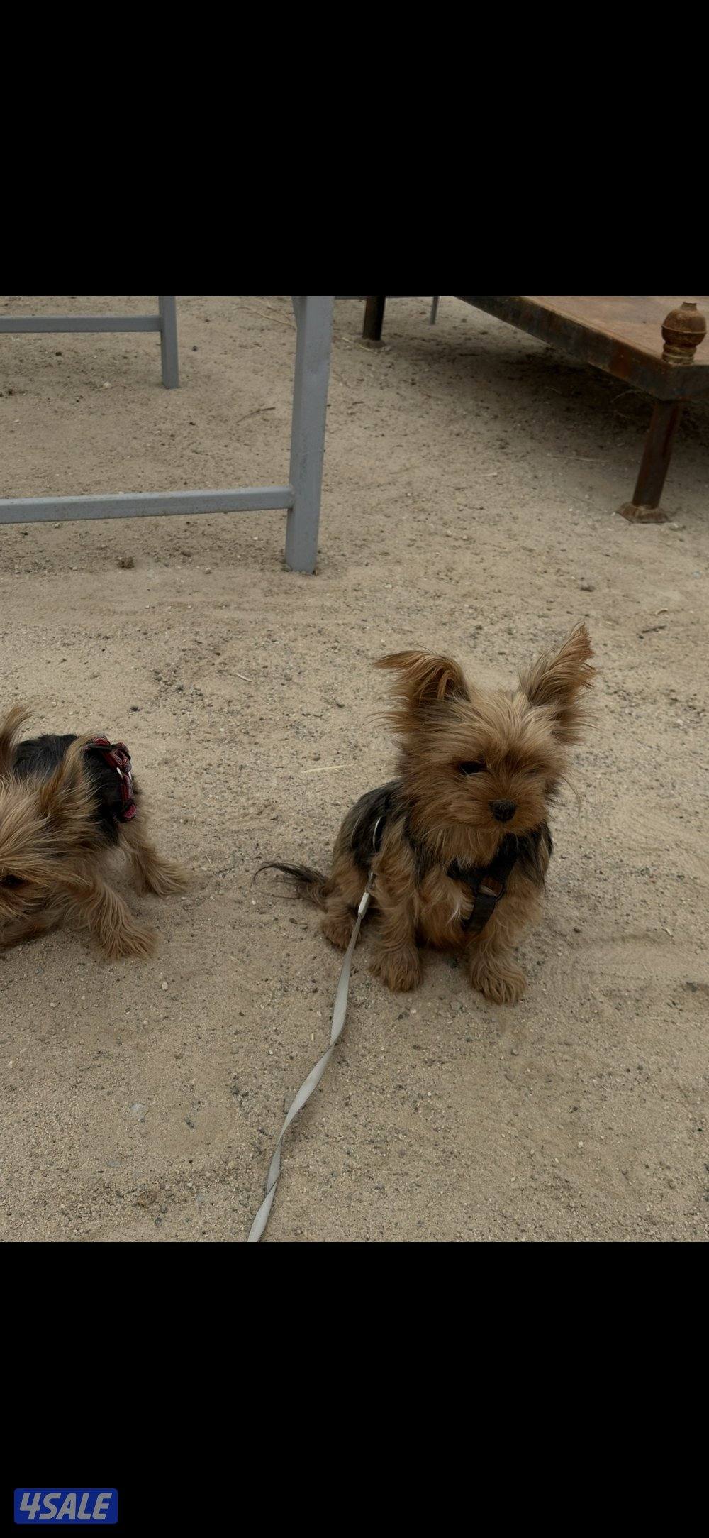 زوج يورك شير2