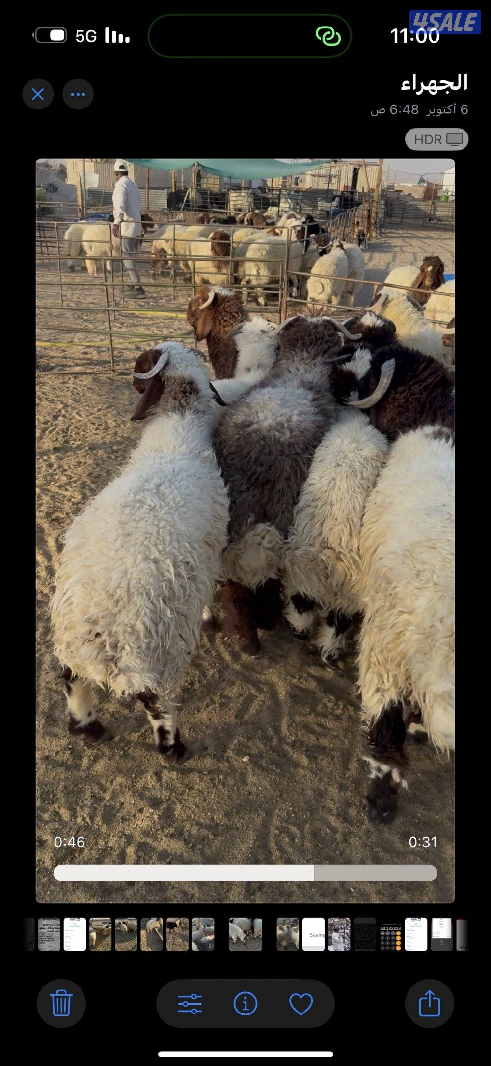 ذبايح نعيمي محلي وشفالي و مربوط قديم وفل1