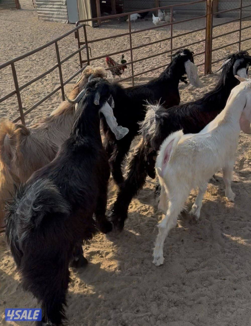 ذبايح نعيمي محلي وشفالي و مربوط قديم وفل2