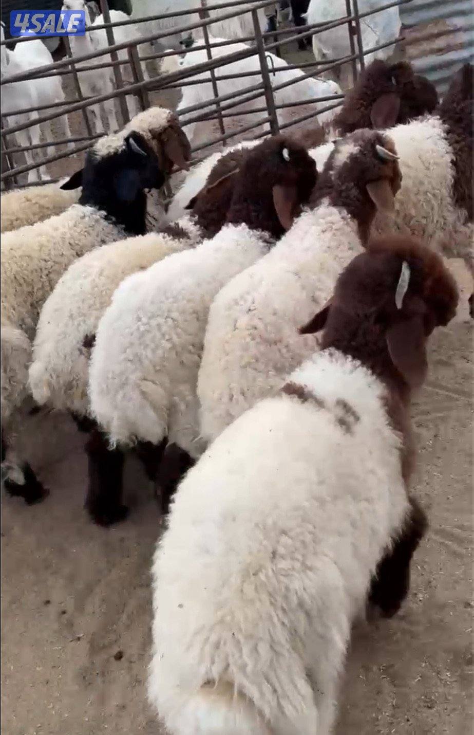 ذبايح نعيمي محلي وشفالي و مربوط قديم وفل3