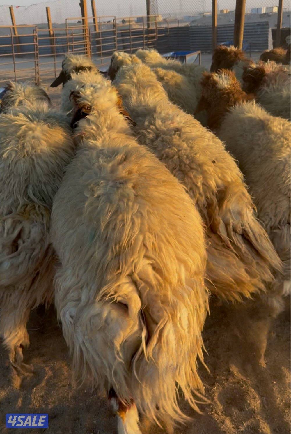 ذبايح نعيمي محلي وشفالي و مربوط قديم وفل4