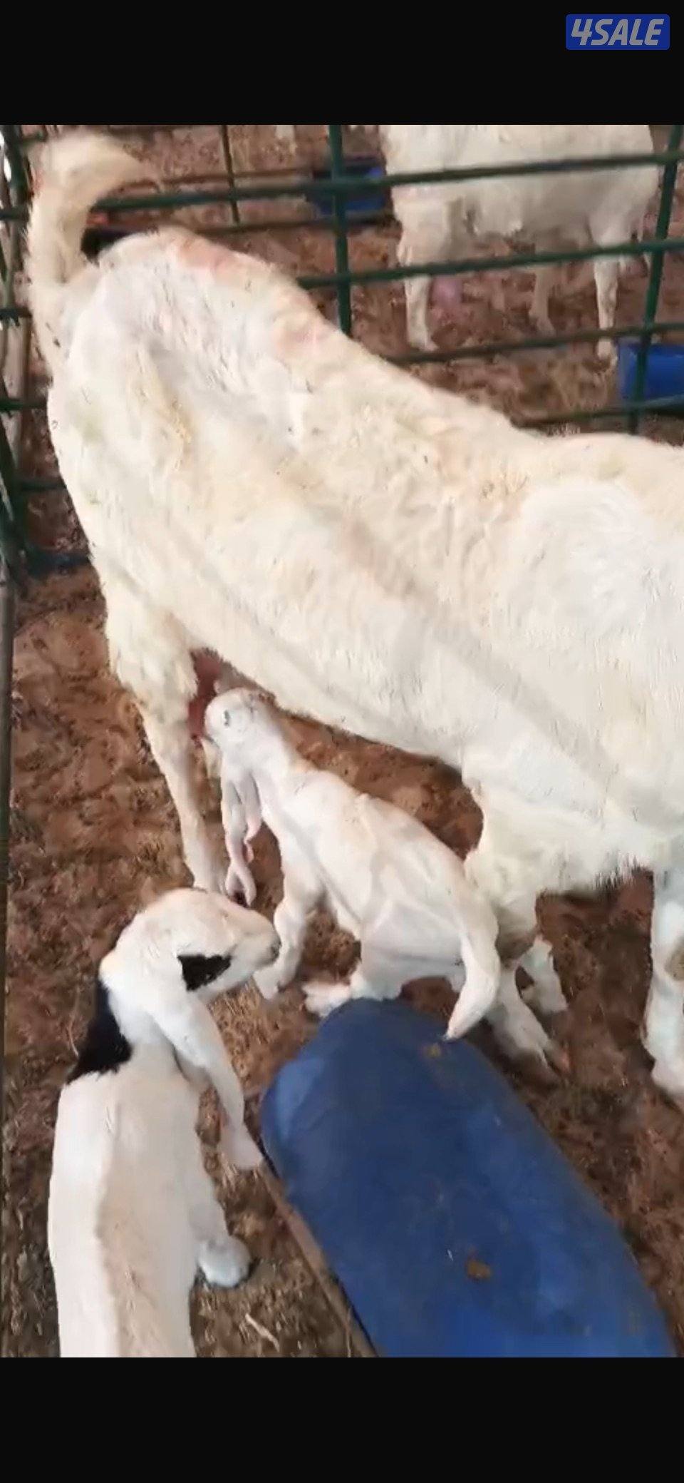 مطافيل ضرايب طيبه بيض فاخره0