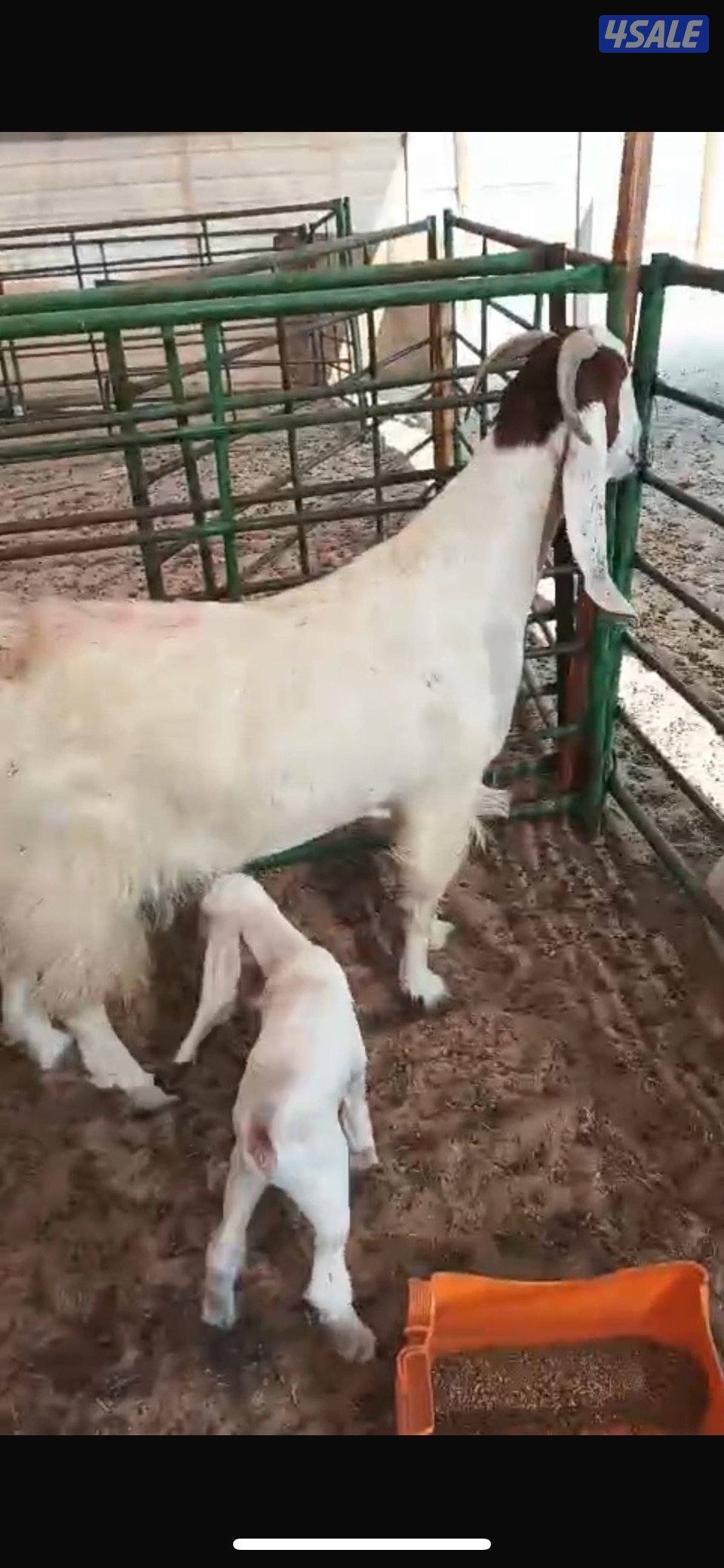 مطافيل ضرايب طيبه بيض فاخره1