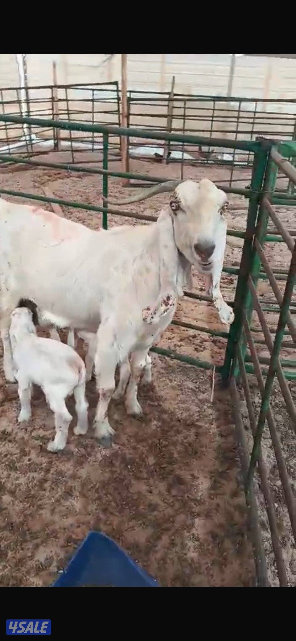 مطافيل ضرايب طيبه بيض فاخره2