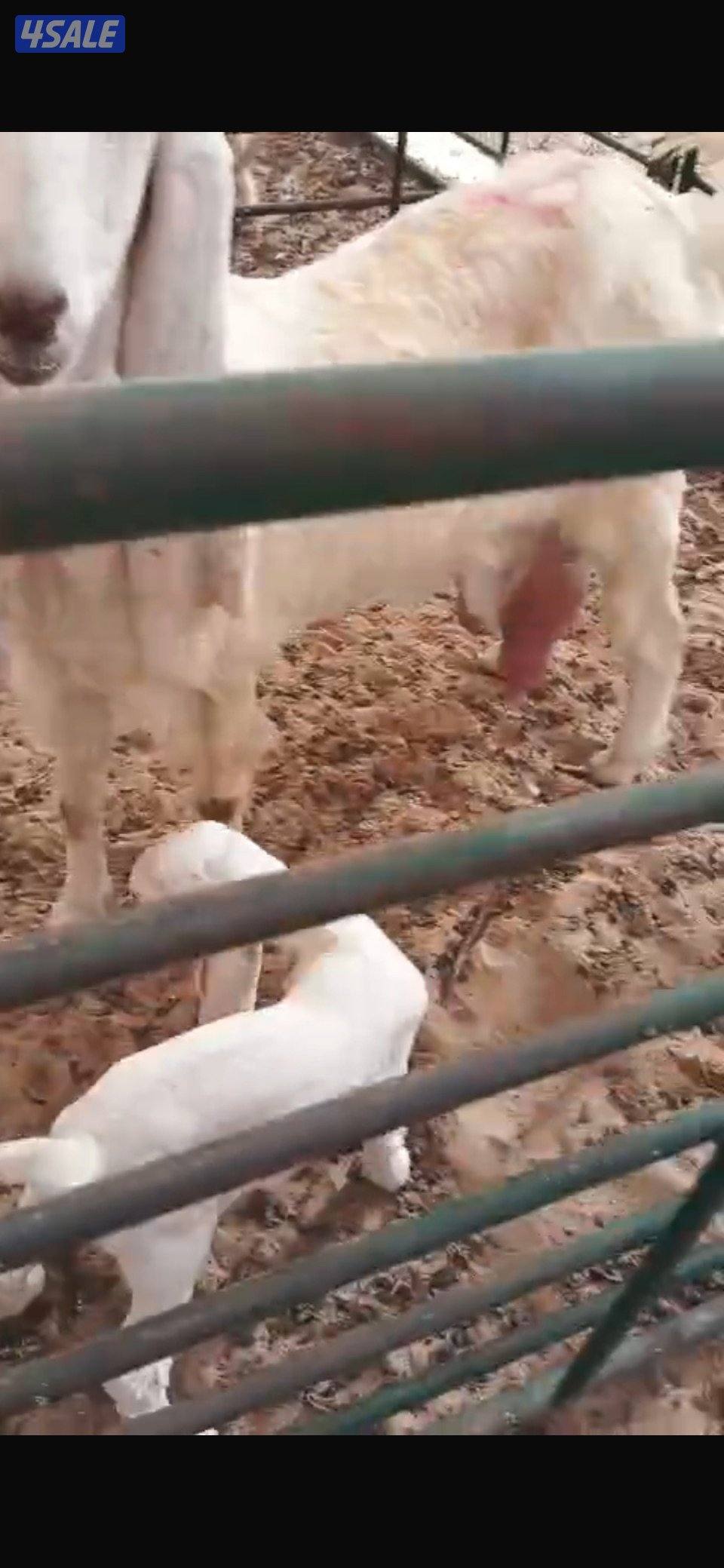 مطافيل ضرايب طيبه بيض فاخره3