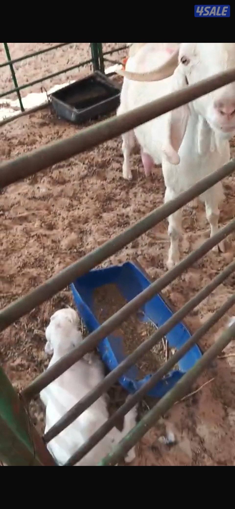 مطافيل ضرايب طيبه بيض فاخره4