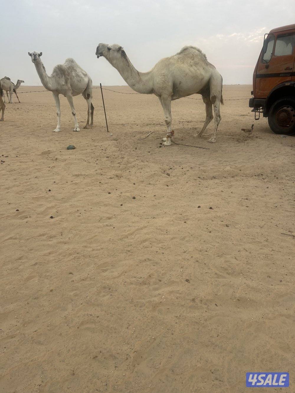 للبيع بعير0