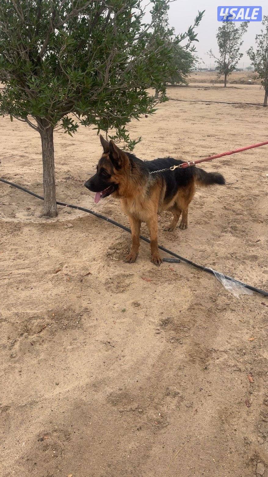 للبيع جيرمن1