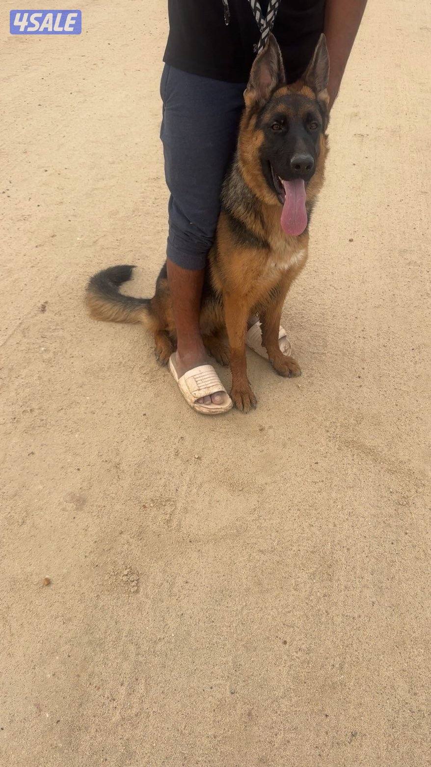 للبيع جيرمن2