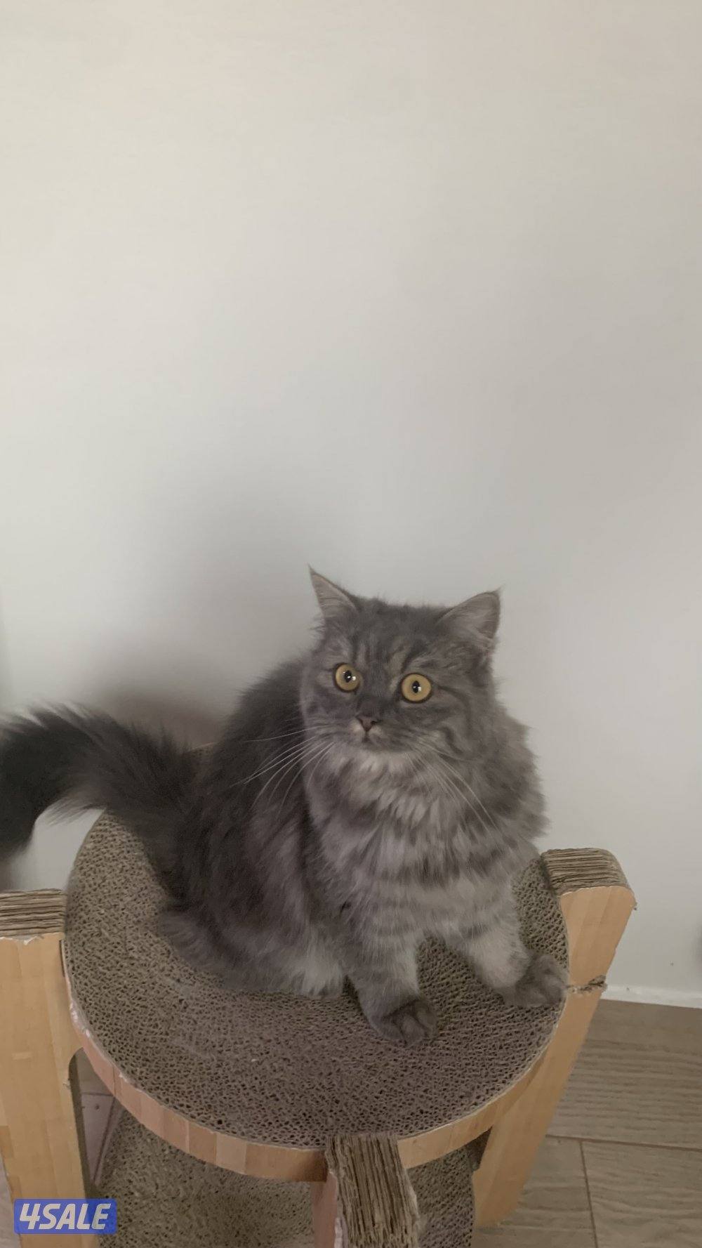 للتبني 4 قطط 3 ذكور ونثيه1