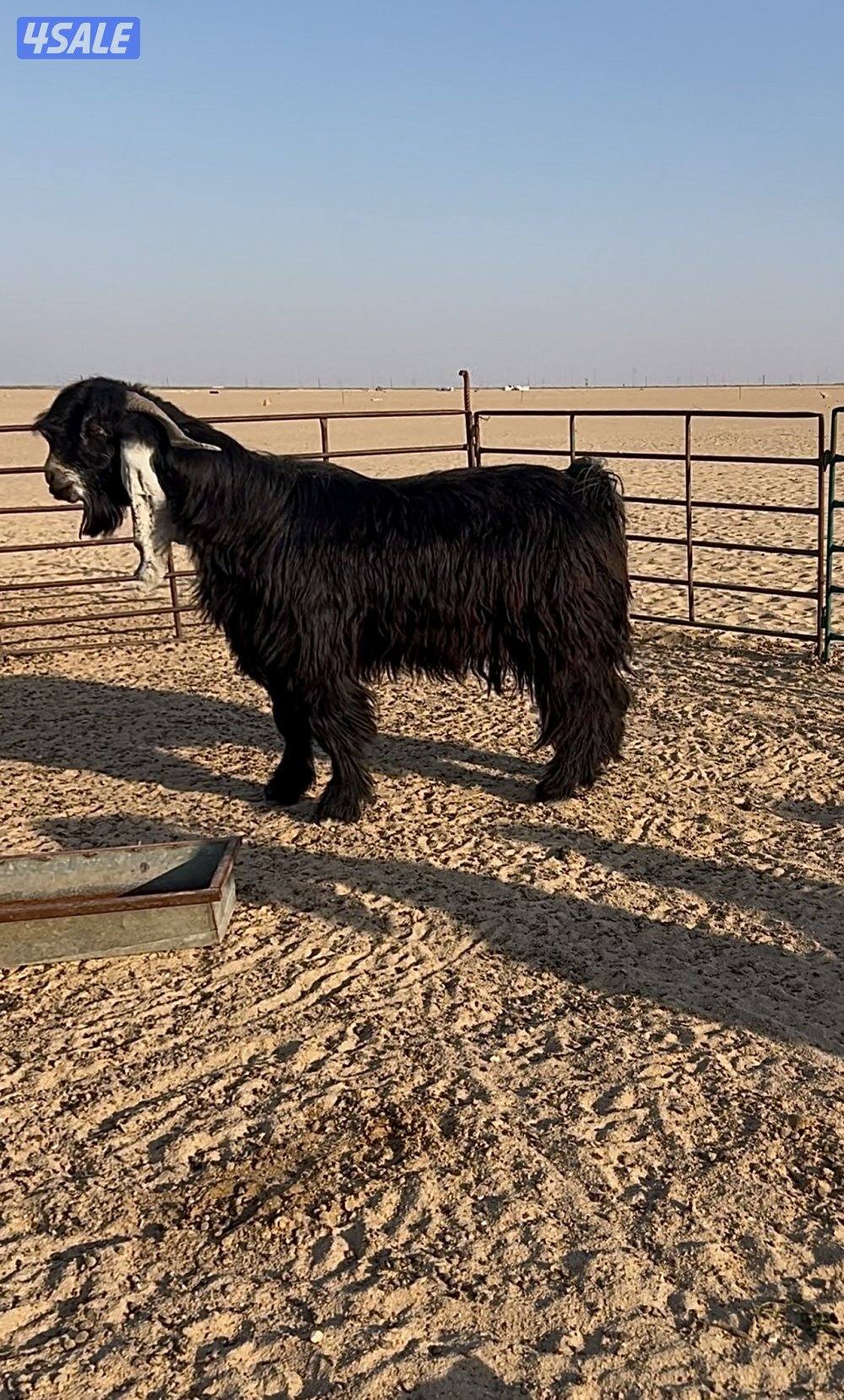 للبيع معزه العدد ٤ مع الفحل0