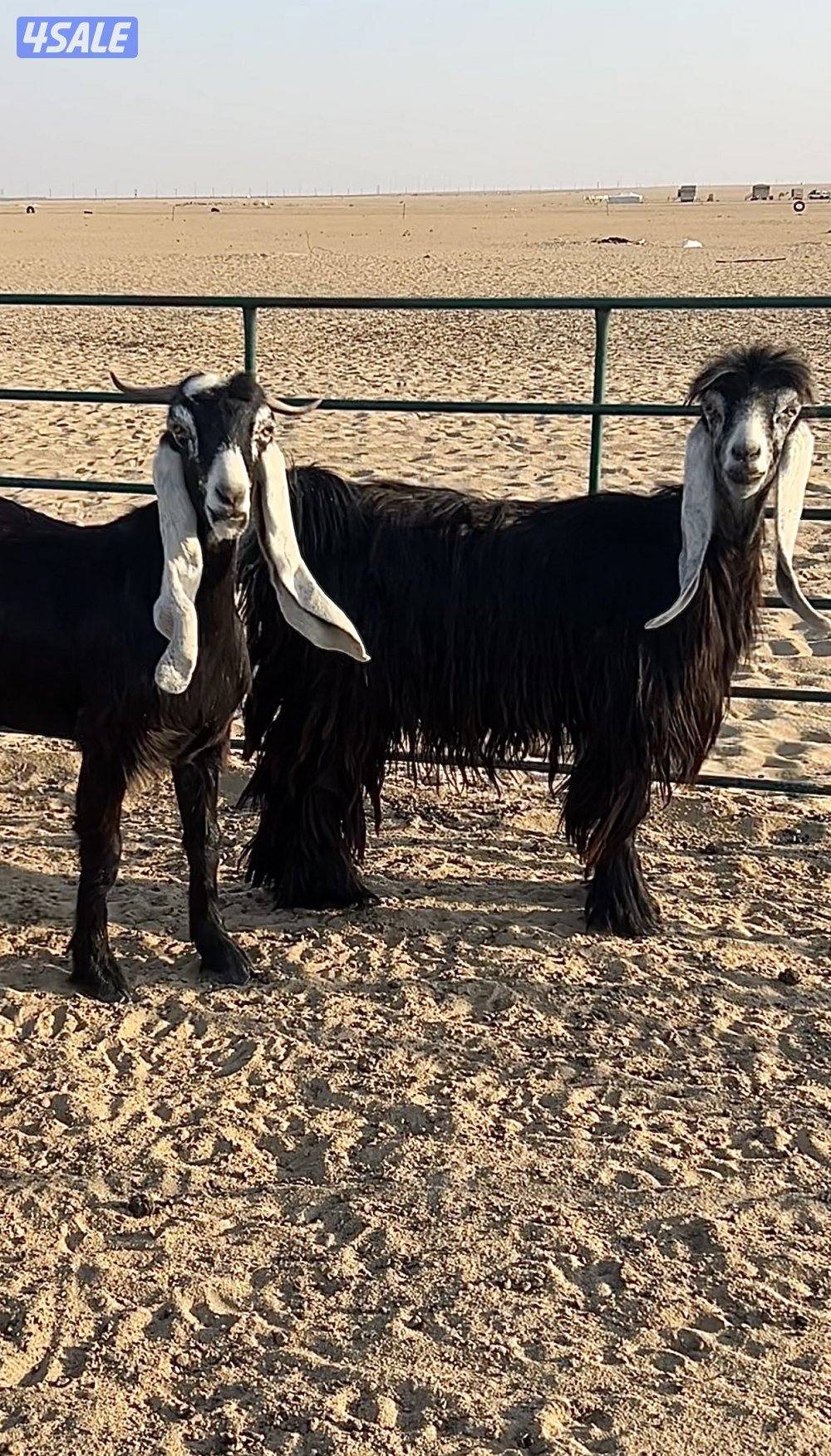 للبيع معزه العدد ٤ مع الفحل1