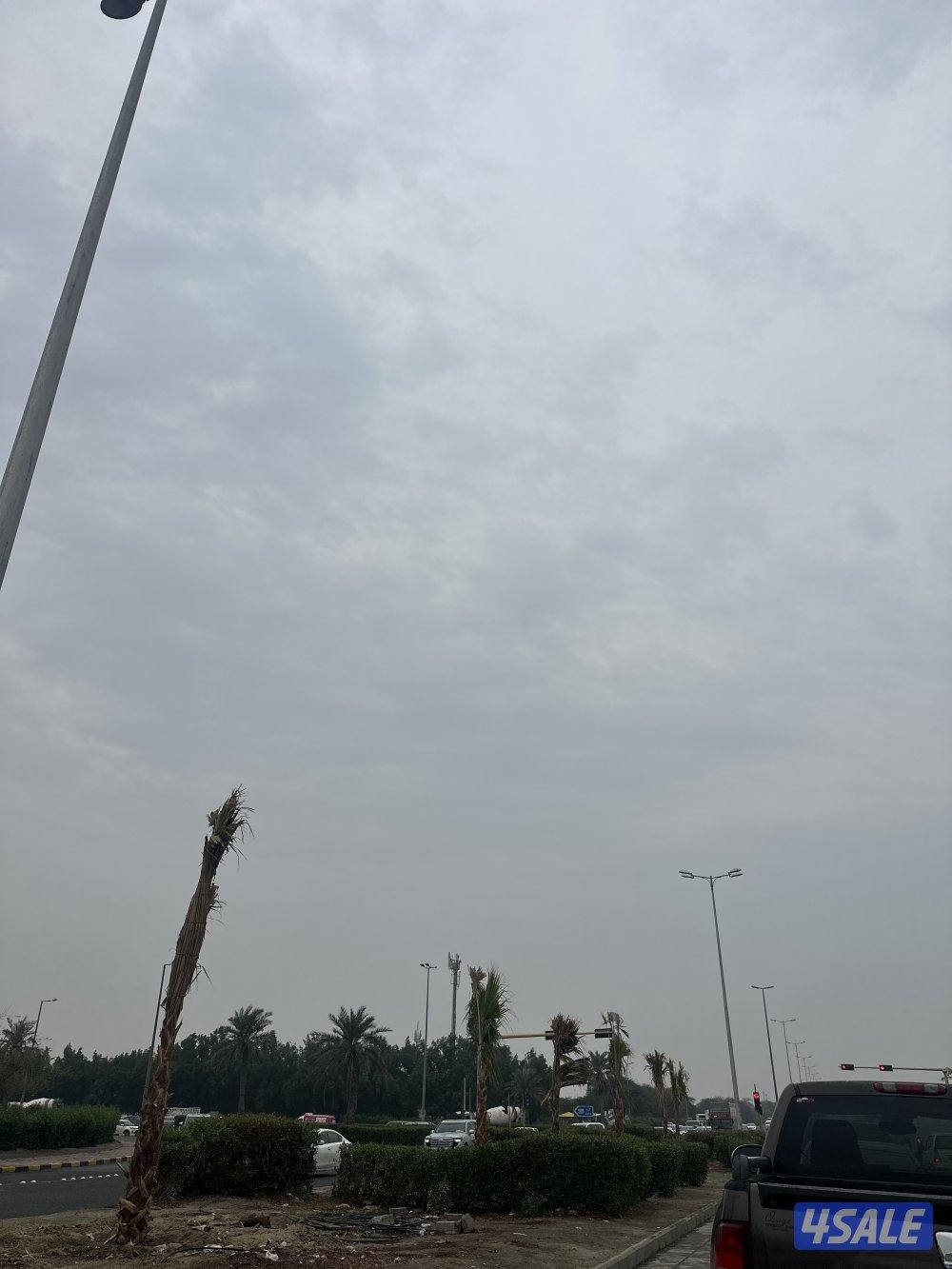 للبيع فروخ زاجل سباق0