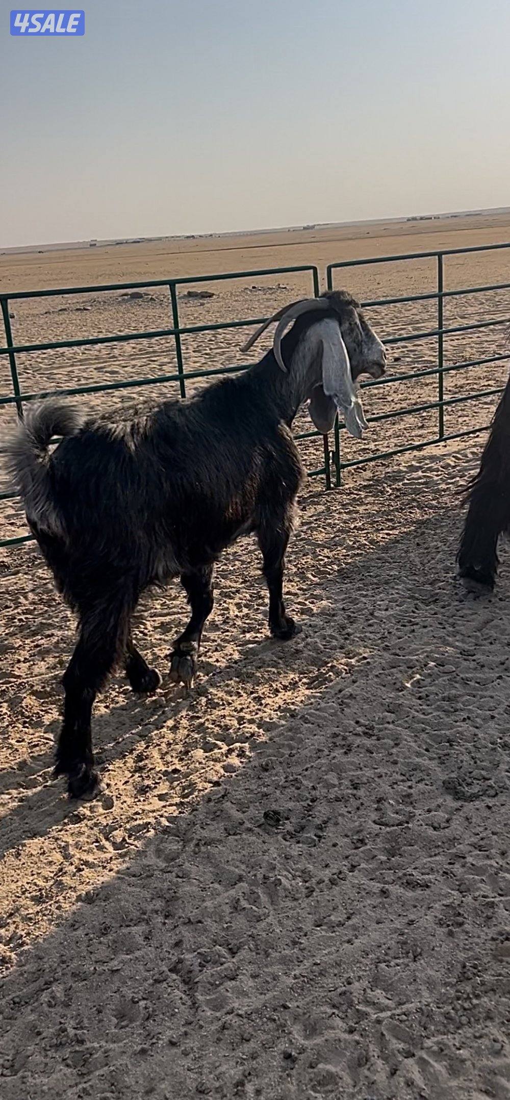 للبيع معزه العدد ٤ مع الفحل2