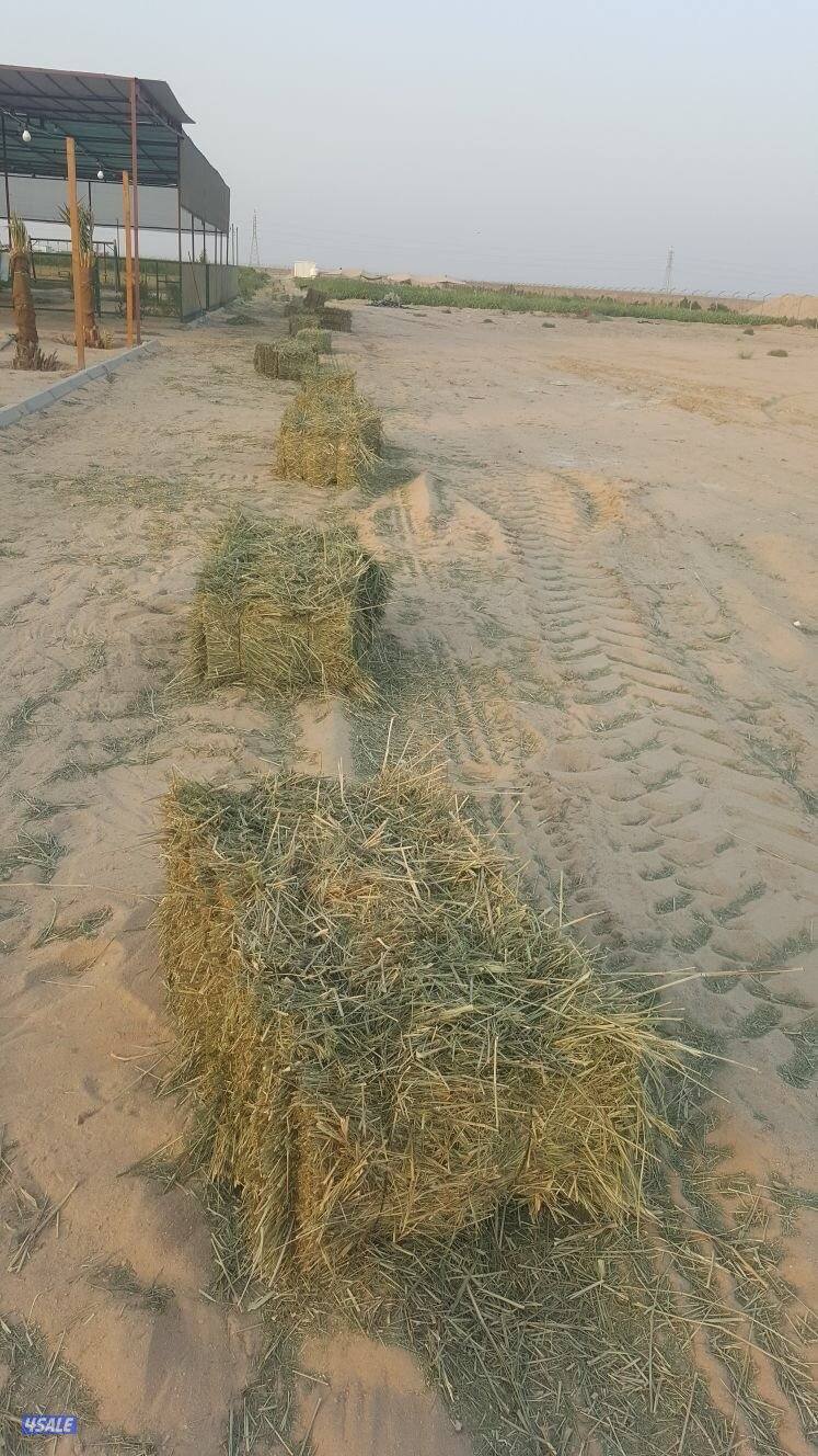 العبدلي ق ٤، خلف مسجد الخرينج، قسيمة ١٩4