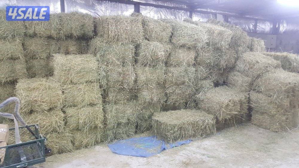 العبدلي ق ٤، خلف مسجد الخرينج، قسيمة ١٩2