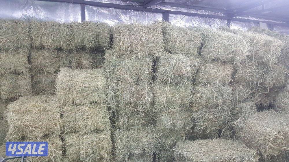 العبدلي ق ٤، خلف مسجد الخرينج، قسيمة ١٩3