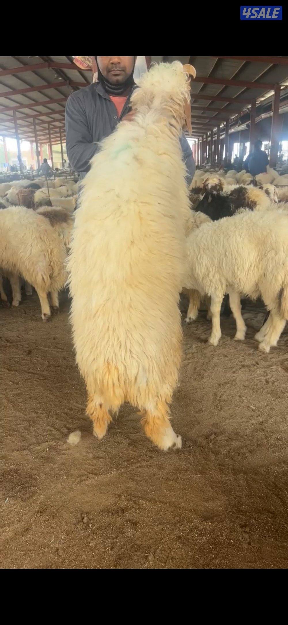 للبيع ذبايح شفالي ( ثلاجة - كرامة - تمايم ) يوجد خدمة توصيل وذبح0