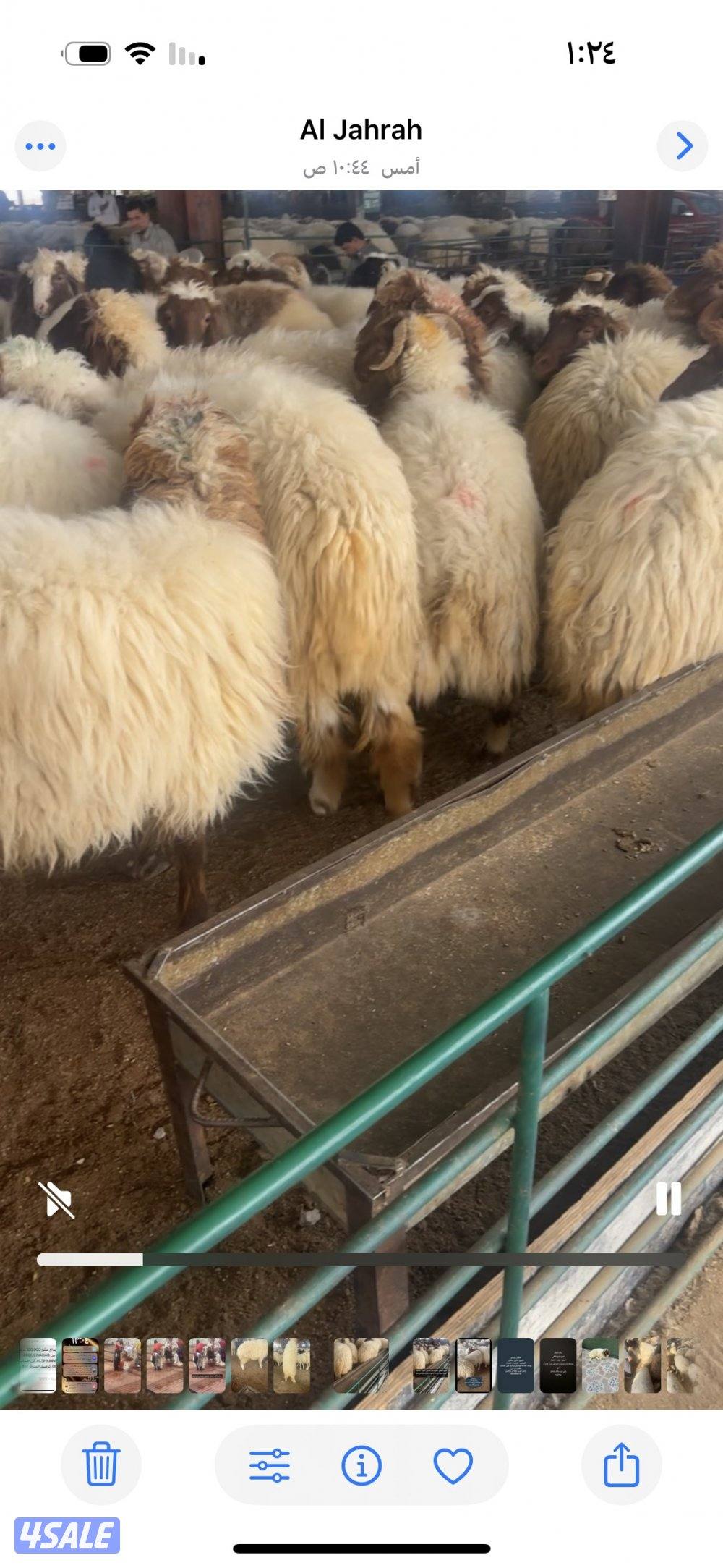 للبيع ذبايح شفالي ( ثلاجة - كرامة - تمايم ) يوجد خدمة توصيل وذبح1